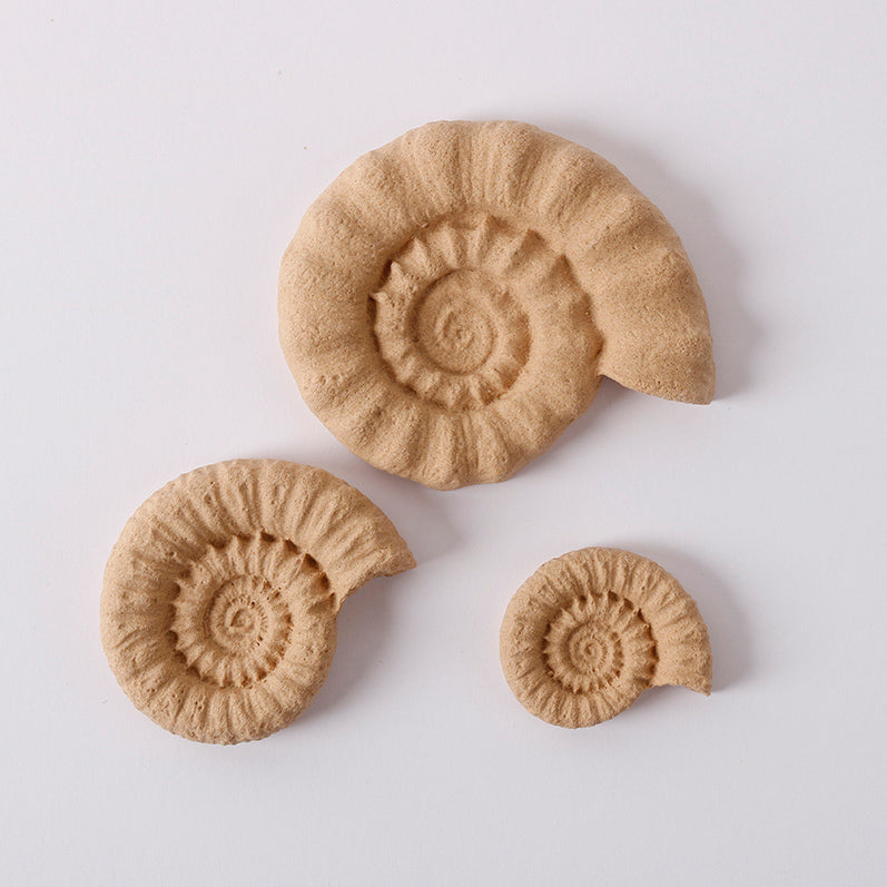 Pentart Elastic wood Shell set mušle 6,5 x 5,5 cm 3 ks